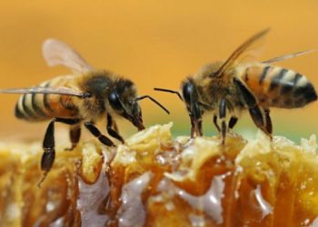 Declaran a la abeja como el ser vivo más importante de la Tierra