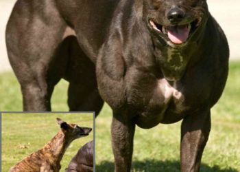 Animales transgénicos, otra cruel y vil creación del hombre.