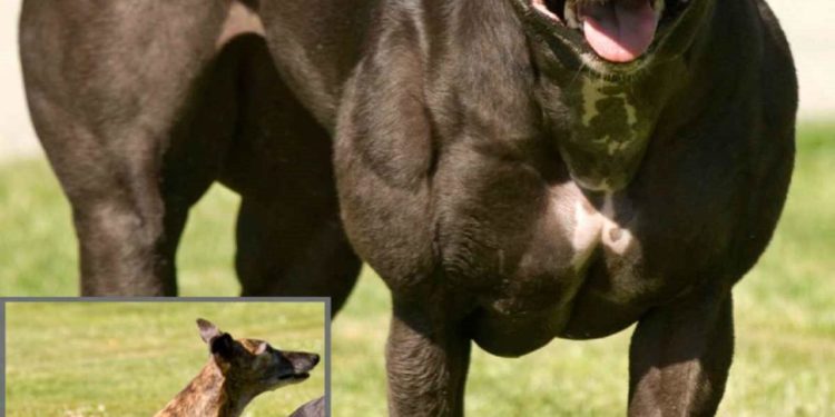 Animales transgénicos, otra cruel y vil creación del hombre.
