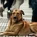Coronavirus: Pese a que no hay evidencia de contagio en animales, veterinarios de la Provincia elaboraron una guía de prevención