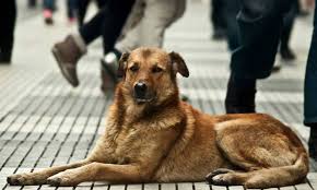 Coronavirus: Pese a que no hay evidencia de contagio en animales, veterinarios de la Provincia elaboraron una guía de prevención