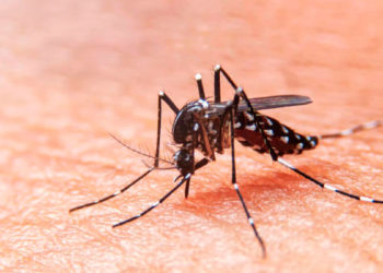 Más De 2.400 Bonaerenses Contrajeron Dengue En Lo Que Va Del Año
