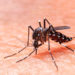 Más De 2.400 Bonaerenses Contrajeron Dengue En Lo Que Va Del Año