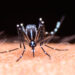 Lanús Roza Los 400 Casos De Dengue, El Distrito Más Afectado De La Región
