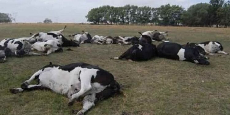 Brandsen: extraña muerte de 120 terneros preocupa a los ganaderos