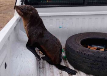Lanús: apareció un lobo marino en el Riachuelo