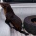 Lanús: apareció un lobo marino en el Riachuelo