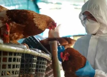 Gripe Aviar: confirmaron nuevos casos y ya son 11 en el país
