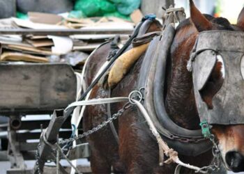 KRAVETZ PROPONE DECLARAR A LA ESPECIE EQUINA SUJETO DE DERECHO Y PROHIBIR LA TRACCIÓN A SANGRE