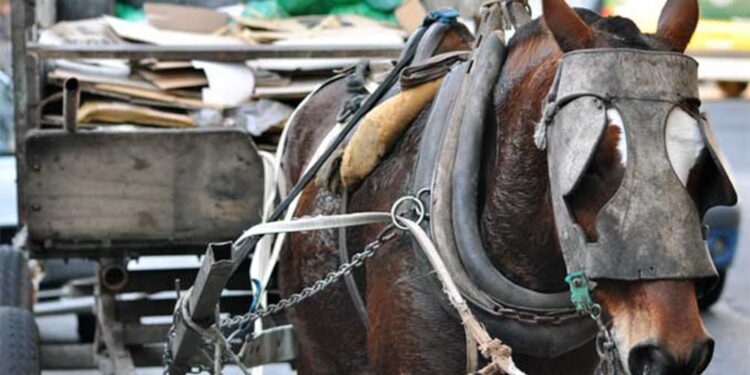 KRAVETZ PROPONE DECLARAR A LA ESPECIE EQUINA SUJETO DE DERECHO Y PROHIBIR LA TRACCIÓN A SANGRE