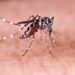 Dengue: 161 muertes y récord de contagios en la última semana