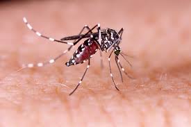 Dengue: 161 muertes y récord de contagios en la última semana