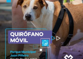 LANÚS GOBIERNO CONTINÚA CON EL QUIRÓFANO MÓVIL EN EL PARQUE MUNICIPAL JUAN PIÑEIRO