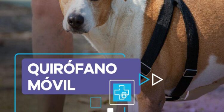 LANÚS GOBIERNO CONTINÚA CON EL QUIRÓFANO MÓVIL EN EL PARQUE MUNICIPAL JUAN PIÑEIRO