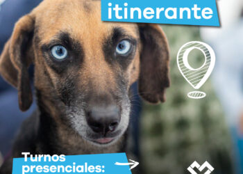 LANÚS GOBIERNO SIGUE CON EL PUNTO DE CASTRACIÓN ITINERANTE EN LANÚS OESTE