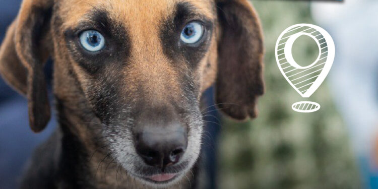 LANÚS GOBIERNO SIGUE CON EL PUNTO DE CASTRACIÓN ITINERANTE EN LANÚS OESTE