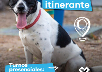 LANÚS GOBIERNO DESARROLLARÁ UN NUEVO PUNTO DE CASTRACIÓN ITINERANTE EN VALENTÍN ALSINA