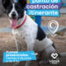 LANÚS GOBIERNO DESARROLLARÁ UN NUEVO PUNTO DE CASTRACIÓN ITINERANTE EN VALENTÍN ALSINA