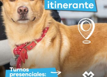 LANÚS GOBIERNO LLEVA UN NUEVO PUNTO DE CASTRACIÓN ITINERANTE A REMEDIOS DE ESCALADA