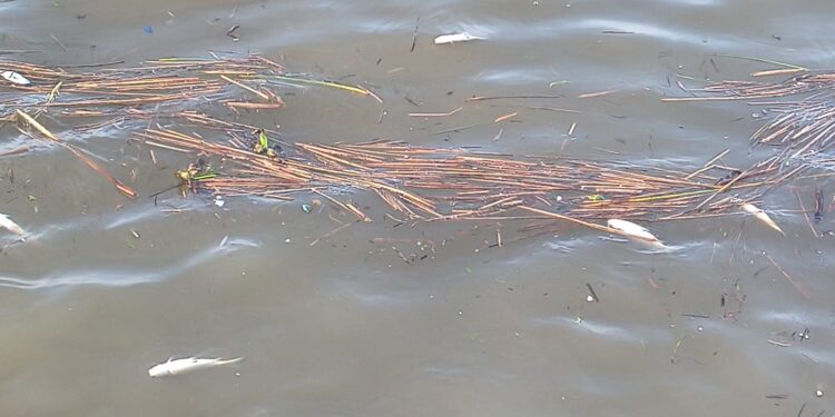Triste panorama en el Río de Avellaneda: miles de peces muertos y un fuerte reclamo ambiental