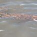 Triste panorama en el Río de Avellaneda: miles de peces muertos y un fuerte reclamo ambiental