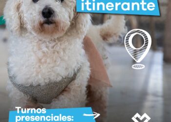 LANÚS GOBIERNO LLEVARÁ ADELANTE UN NUEVO PUNTO DE CASTRACIÓN ITINERANTE EN VALENTÍN ALSINA