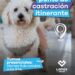 LANÚS GOBIERNO LLEVARÁ ADELANTE UN NUEVO PUNTO DE CASTRACIÓN ITINERANTE EN VALENTÍN ALSINA