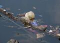 ¿QUÉ PASÓ CON ACUMAR? EL RIACHUELO VUELVE A MOSTRAR EL ABANDONO Y LA CONTAMINACIÓN